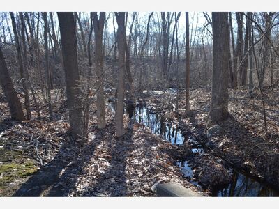 Bunker Hill Housing Redevelopment To Be Tree Focused?