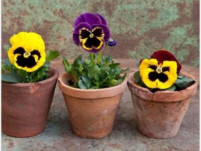 Needham History Center Pansy Day Plant Sale